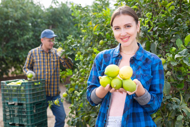 Fruit Picker Jobs with Visa Sponsorship in Canada 2024